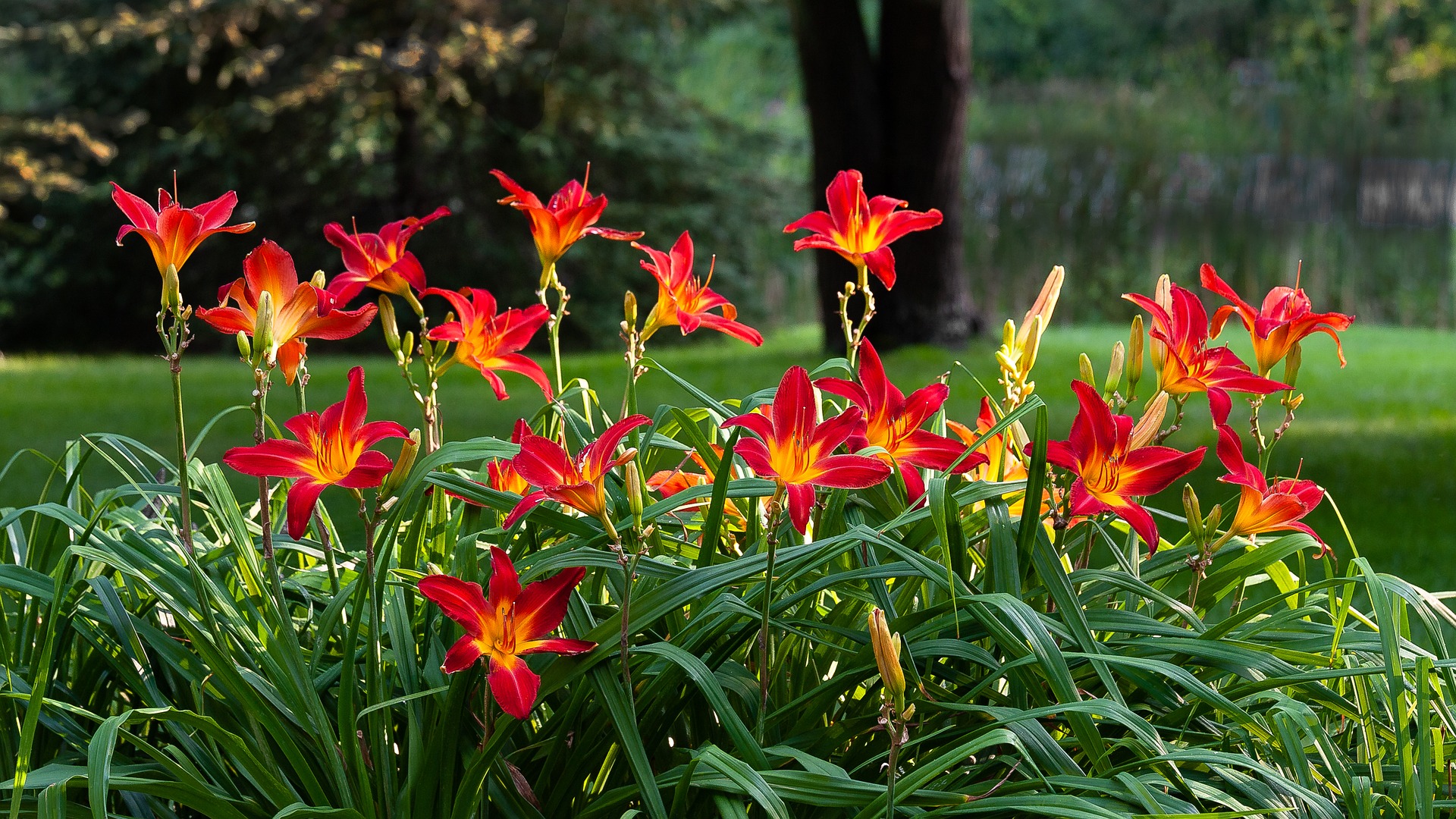 daylilies in a garden